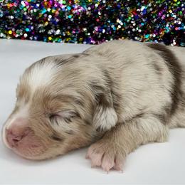 Blair - Red merle female Miniature American Shepherd puppy in Smithville, Arkansas from Cooper Creek Aussies