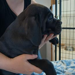 Red collar - Black male Cane Corso puppy in Los Lunas, New Mexico from Top Gun Kennels NM
