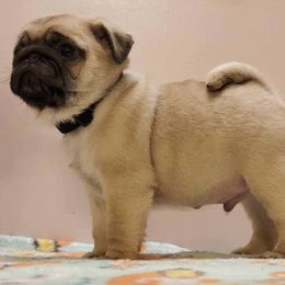 Pugs from Paradise Paws of PA