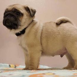 Pugs from Paradise Paws of PA