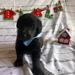 Dasher - Black male Labradoodle puppy in Monticello, Georgia from Daylin’s Doodles & Labradors