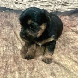 Charlie - Black and tan male Yorkshire Terrier puppy in Crossville, Tennessee from Lil Britches Yorkies
