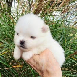 Brigitte - White female Pomeranian puppy in Paw Paw, Michigan from Fairy Tale Poms & English Toy Spaniels