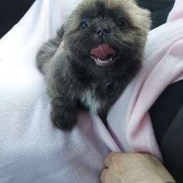 Shih Tzu Puppies from N.F.S.T Imperial ShihTzu Puppies.