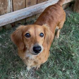 Daisy - Dachshund