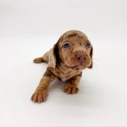 Love - Dapple female Dachshund puppy in Waddell, Arizona from Neu Doxies
