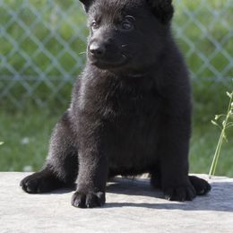 German Shepherd Puppies from 4B Kennels
