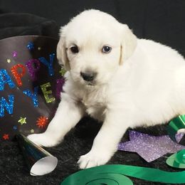 Golden Retriever Puppies from White Diamond Retrievers in the Heartland
