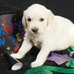 Golden Retriever Puppies from White Diamond Retrievers in the Heartland