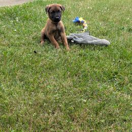 Boy 2 - Mahogany male Belgian Malinois puppy in Paynes Corner, Virginia from Von-Zito Belgian Malinois