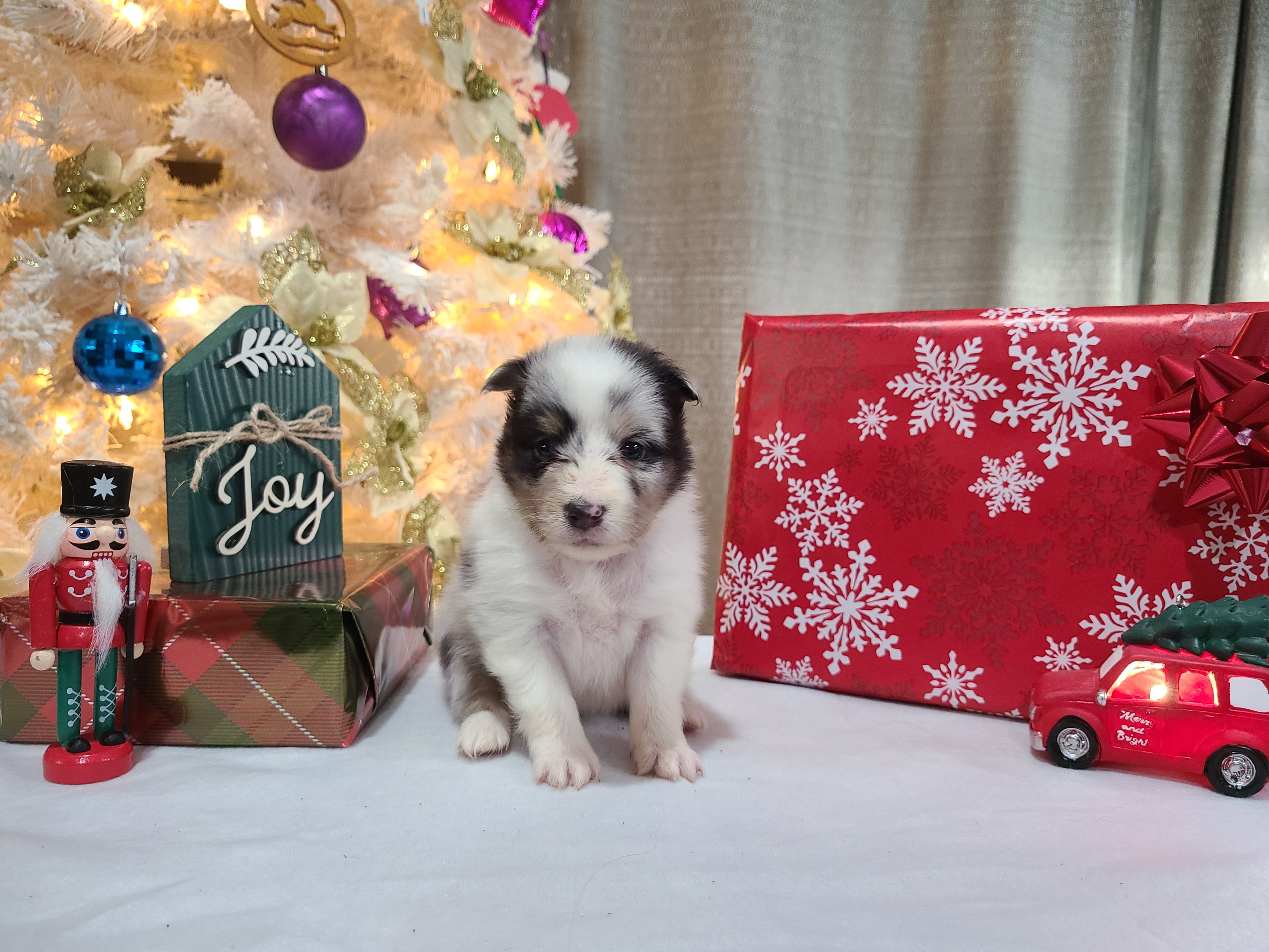 Shetland Sheepdog Puppies from Henotic Homestead's Shetland Sheepdogs