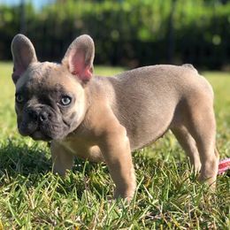 French Bulldogs from DLT south Frenchies