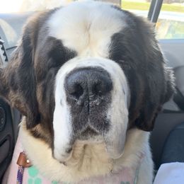 Ursula - Saint Bernard