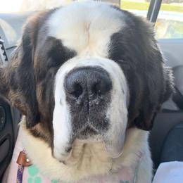Ursula - Saint Bernard