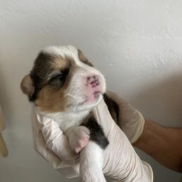 Pembroke Welsh Corgi Puppies from Mount Garfield Corgis