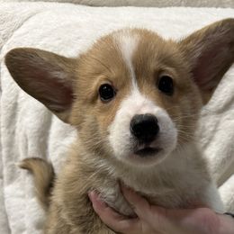 Candy Cane - Red Pembroke Welsh Corgi puppy in Washington from KB Corgis
