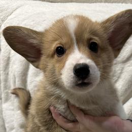Candy Cane - Red Pembroke Welsh Corgi puppy in Washington from KB Corgis