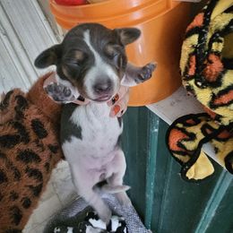 Princess peach - Piebald female Dachshund puppy in Marengo, Indiana from Norman's Mini Doxies