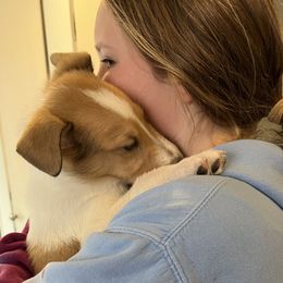 Collie Puppies from Lakeside Collies