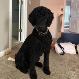 Socialized trained loved well behaved young adult looking for loving pet home - Black male Poodle puppy in Huntsville, Alabama from Pandora