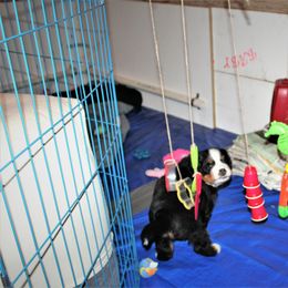 Bernese Mountain Dog Puppies from Baby Bear Bernese Kennel