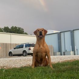Labrador Retriever All Grown Up from Prairie State Labs