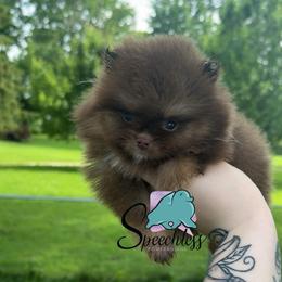 Remy - 3500 dollars - Chocolate and tan male Pomeranian puppy in Perry County, Ohio from Speechless Pom’s