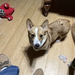 Scarlet - Pembroke Welsh Corgi