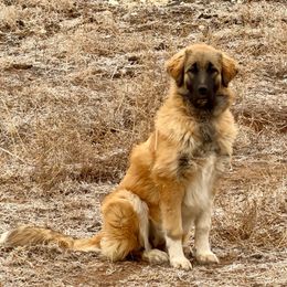 Maeve - Tan female Colorado Mountain Dog puppy in Cotopaxi, Colorado from Once Upon A Moose (OUM)