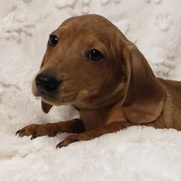 Dachshunds from Hilltop Aussies & dachshunds