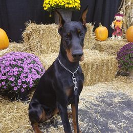 Doberman Pinschers from Ozark Mountain Royal Doberman