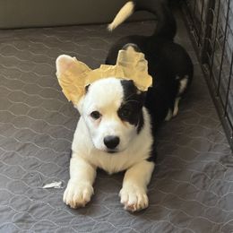 Boy 3 - Green Collar - Black and white male Cardigan Welsh Corgi puppy in Grants Pass, Oregon from Rockin’ DA Corgis & Critter Transport LLC