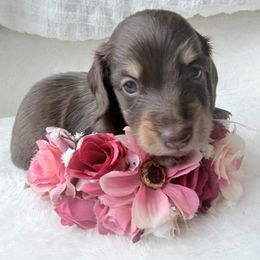 NOEL - Chocolate and tan female Dachshund puppy in Richmond, Virginia from Irresistible Dachshunds & Cavaliers