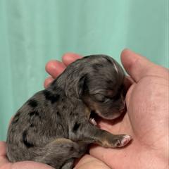 Anna - female Australian Mountain Doodle puppy in Jerome, Idaho from Tolman Acres