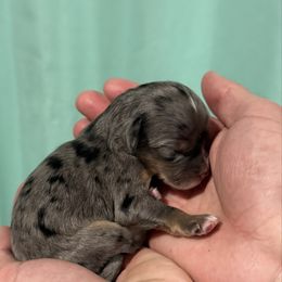 Anna - female Australian Mountain Doodle puppy in Jerome, Idaho from Tolman Acres