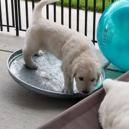 Golden Retrievers from Peyton Goldens