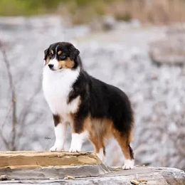 Kasey - Miniature American Shepherd