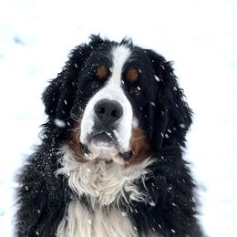 Bronco - Bernese Mountain Dog