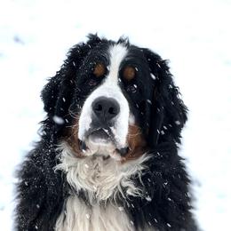 Bronco - Bernese Mountain Dog
