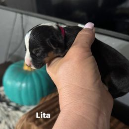 Lita - Black and white female American Corgi puppy in Post Falls, Idaho from Splootin’ around Corgi’s