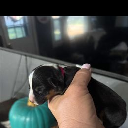Lita - Black and white female American Corgi puppy in Post Falls, Idaho from Splootin’ around Corgi’s