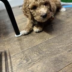 Saint Berdoodle Puppies from Highland Ridge Doodles