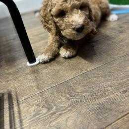 Saint Berdoodle Puppies from Highland Ridge Doodles