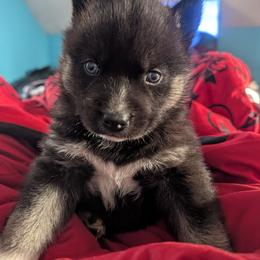 Squishy - Black tan and white male Siberian Husky puppy in Wisconsin from Liberty Siberians