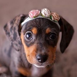 Dachshunds and French Bulldogs from Beth’s Precious Dachshunds and Frenchies