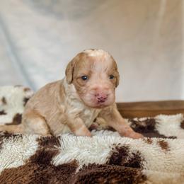 Halo - Red male Bernedoodle puppy in Jackson, Missouri from Pincksten Family Doodles