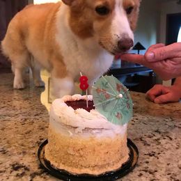 Cardigan Welsh Corgi Puppies from Stornoway Cardigan Welsh Corgis