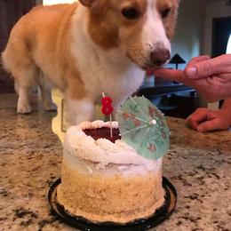 Cardigan Welsh Corgi Puppies from Stornoway Cardigan Welsh Corgis