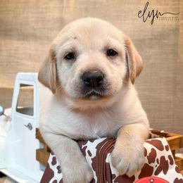 Red Male - Yellow male Labrador Retriever puppy in Franklin, Virginia from Oak Hollow Retrievers