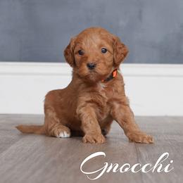 Gnocchi (Orange Collar) - Red  female Goldendoodle puppy in Guthrie, Oklahoma from Edmond Doodles, LLC
